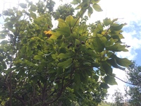 Sapindus oahuensis