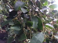 Ficus microcarpa
