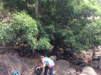 Ficus microcarpa