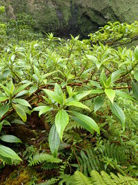 Pipturus kauaiensis
