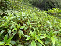 Pipturus kauaiensis