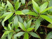 Pipturus kauaiensis