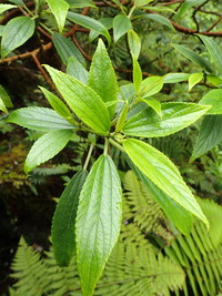 Pipturus kauaiensis