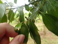 Cinnamomum burmanni