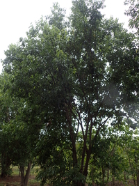 Cinnamomum burmanni