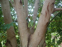 Cinnamomum burmanni