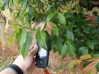 Cinnamomum burmanni