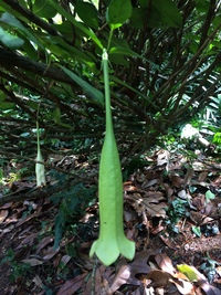 Cubanola domingensis