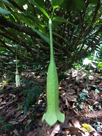 Cubanola domingensis