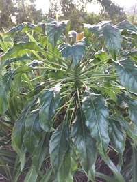 Delissea rhytidosperma
