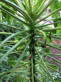 Delissea rhytidosperma
