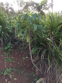 Delissea rhytidosperma