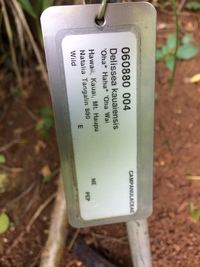 Delissea rhytidosperma