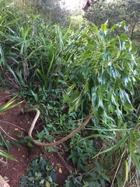 Delissea rhytidosperma