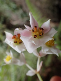 Hillebrandia sandwicensis