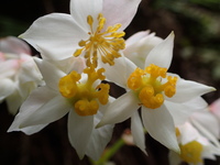 Hillebrandia sandwicensis