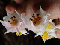 Hillebrandia sandwicensis