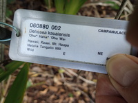 Delissea rhytidosperma