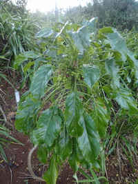 Delissea rhytidosperma