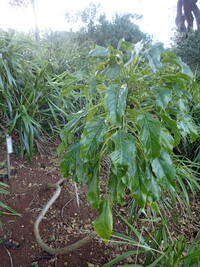 Delissea rhytidosperma