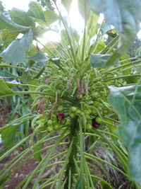Delissea rhytidosperma