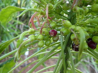 Delissea rhytidosperma