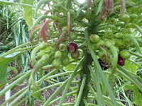 Delissea rhytidosperma