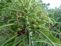 Delissea rhytidosperma