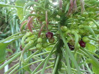 Delissea rhytidosperma