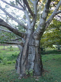 Adansonia digitata
