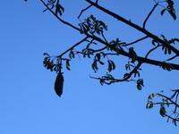 Adansonia digitata