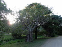 Adansonia digitata