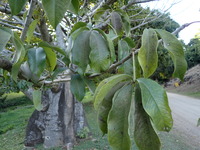 Adansonia digitata