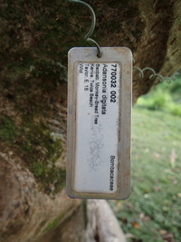 Adansonia digitata