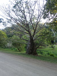 Adansonia digitata