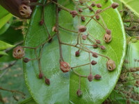 Sterculia rubiginosa