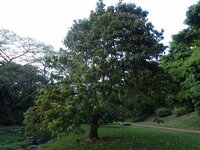 Sterculia rubiginosa