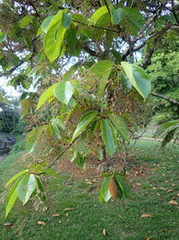 Sterculia rubiginosa