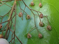 Sterculia rubiginosa