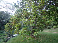 Sterculia rubiginosa