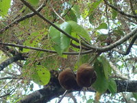 Sterculia rubiginosa