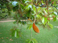 Sterculia rubiginosa