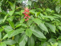 Megaskepasma erythrochlamys