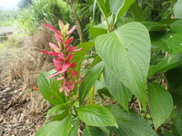 Megaskepasma erythrochlamys