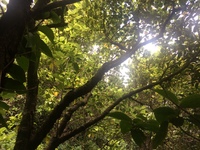 Hibiscus waimeae subsp. hannerae