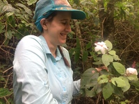 Hibiscus waimeae subsp. hannerae