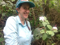 Hibiscus waimeae subsp. hannerae