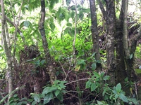 Hibiscus waimeae subsp. hannerae
