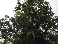 Hibiscus waimeae subsp. hannerae