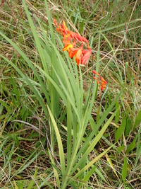 Crocosmia ×crocosmiiflora